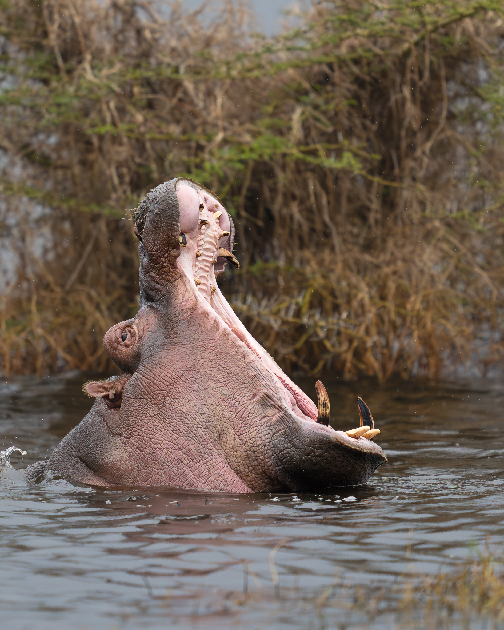 a hippo with its mouth open in the water