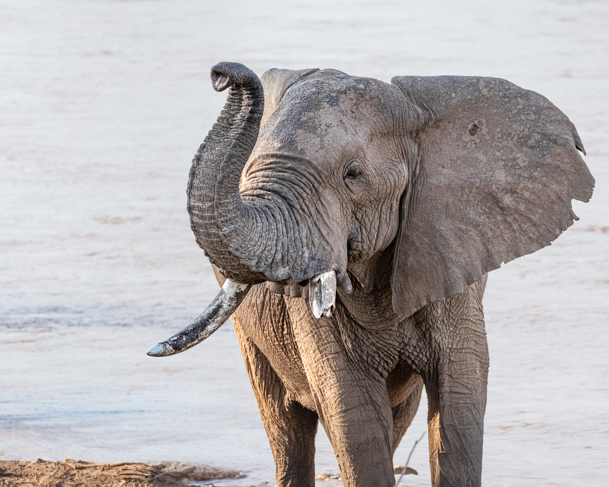 an elephant standing in the water