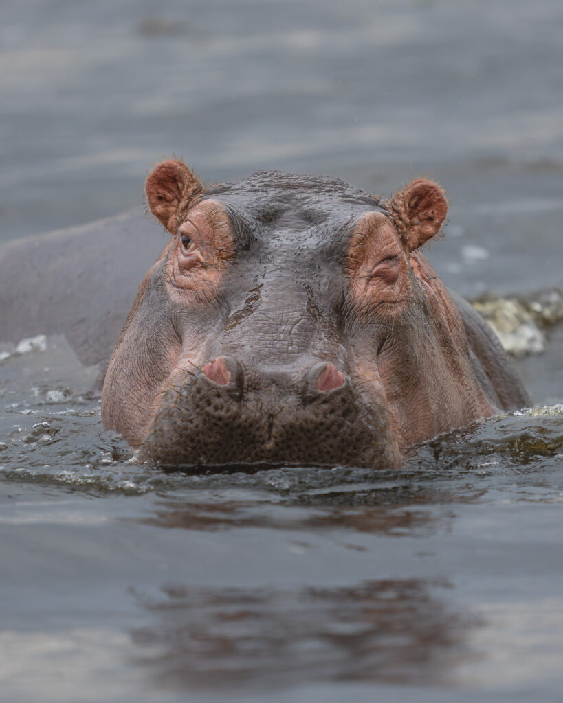 a hippo swimming in water