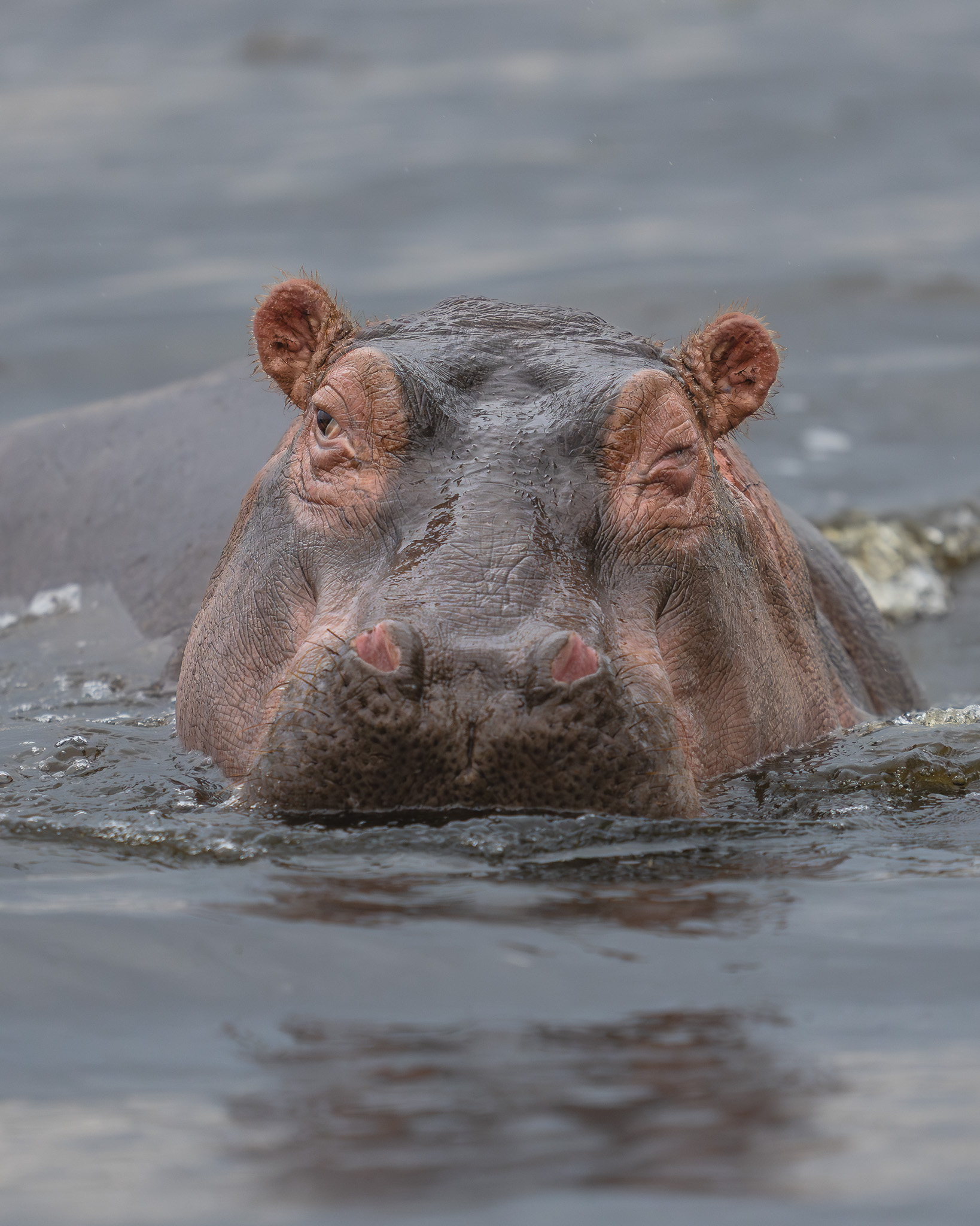 a hippo swimming in water