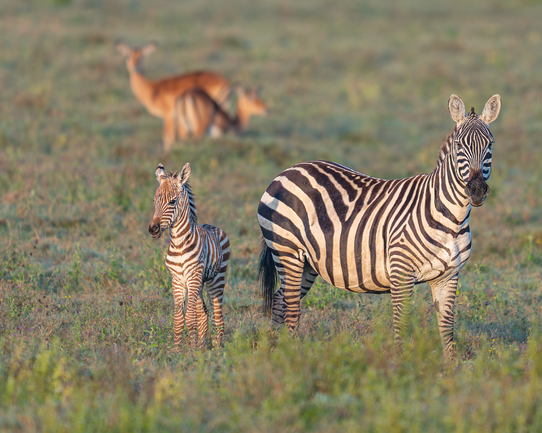 a zebra and a baby deer in a field