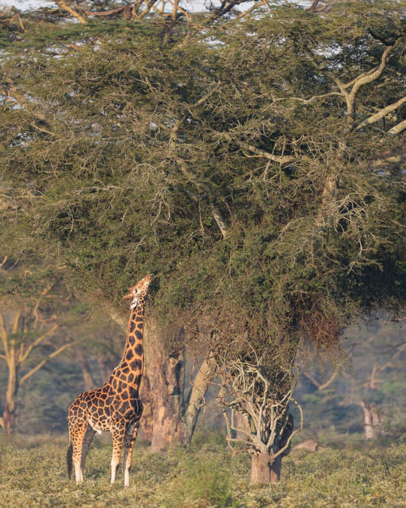 a giraffe eating leaves from a tree
