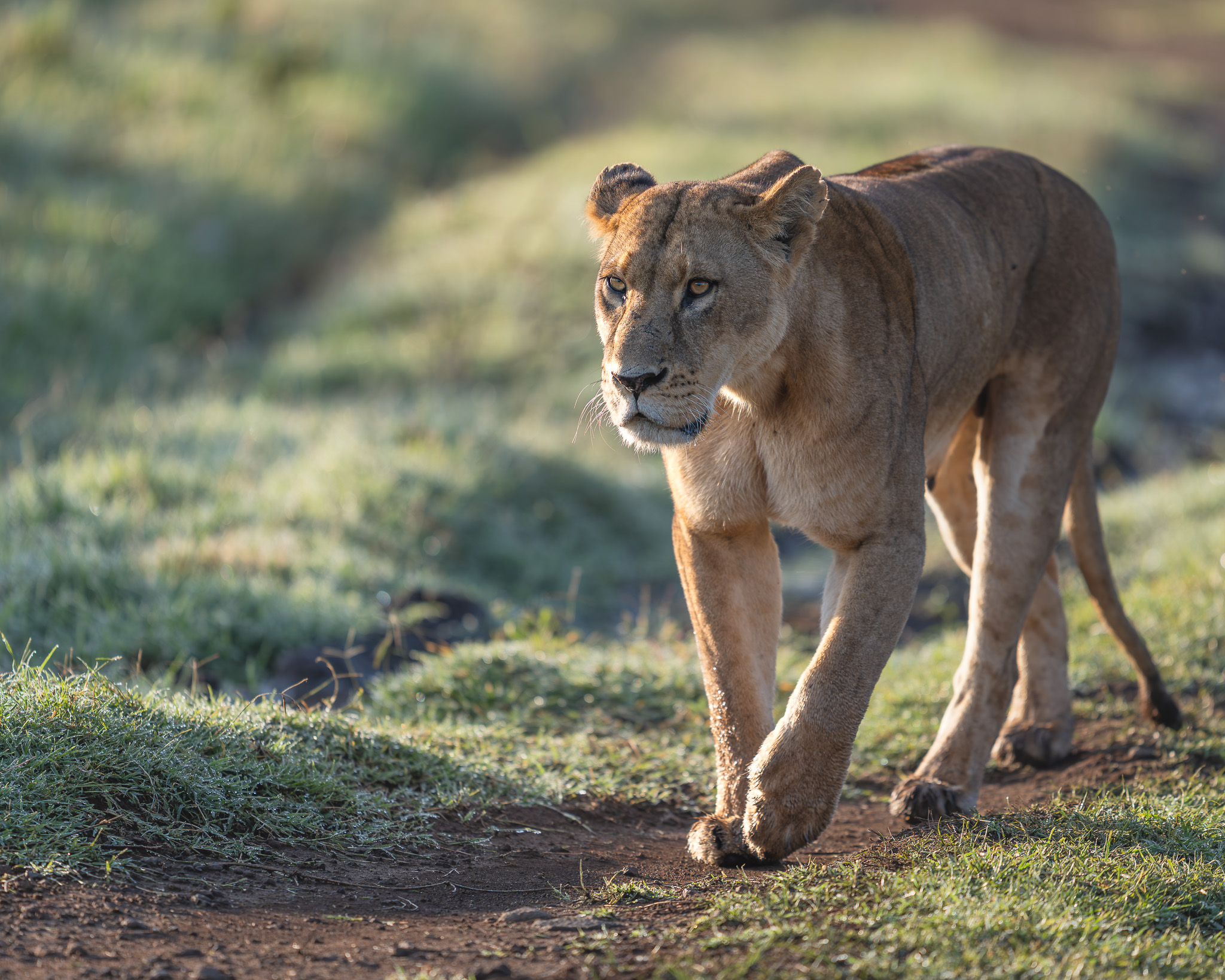 a lion walking on a dirt path