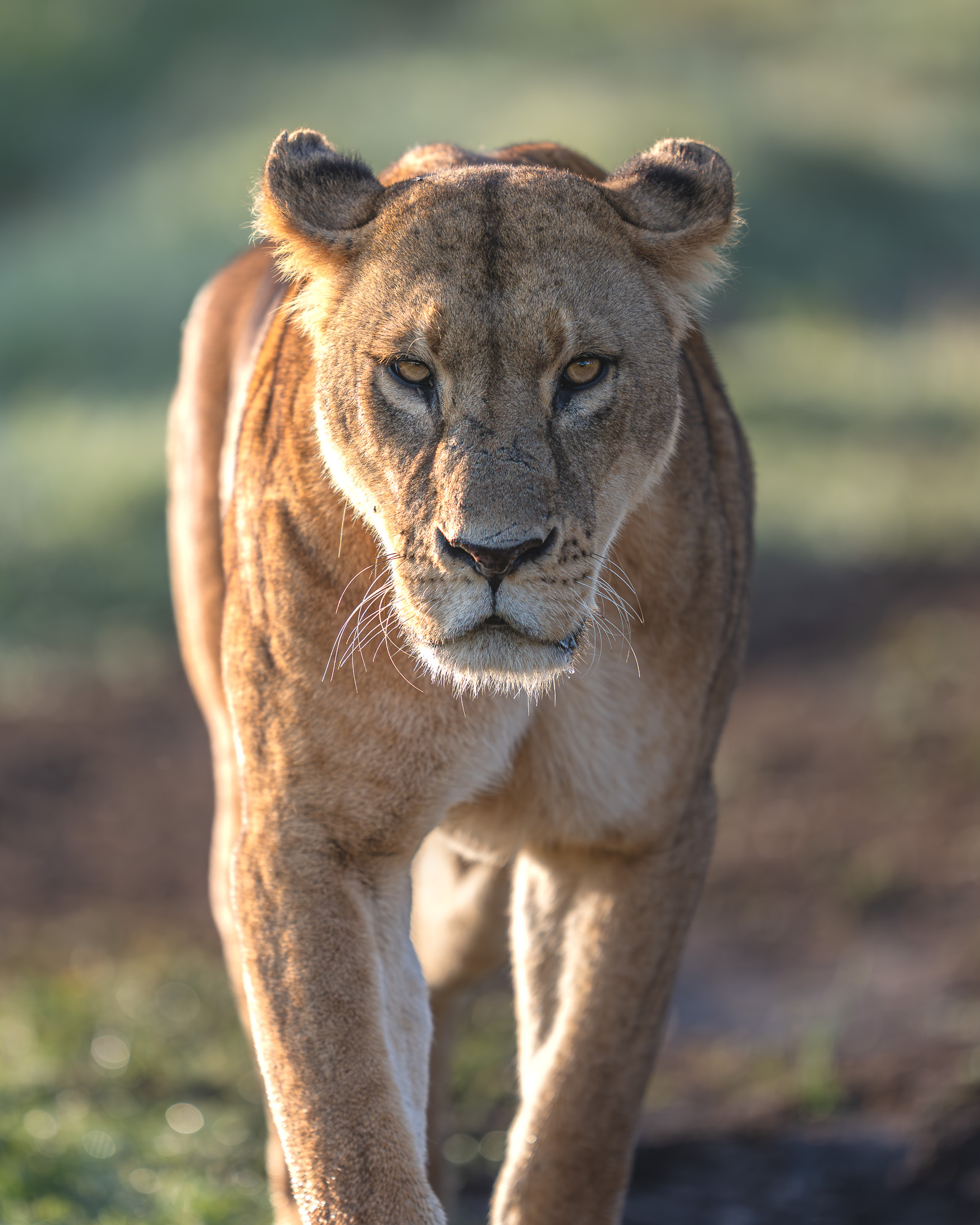 a lion walking in the sun