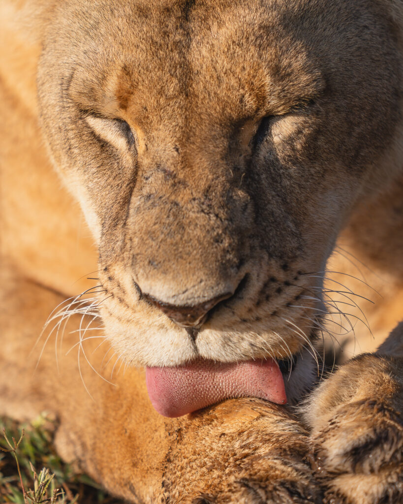 a lion licking its paw