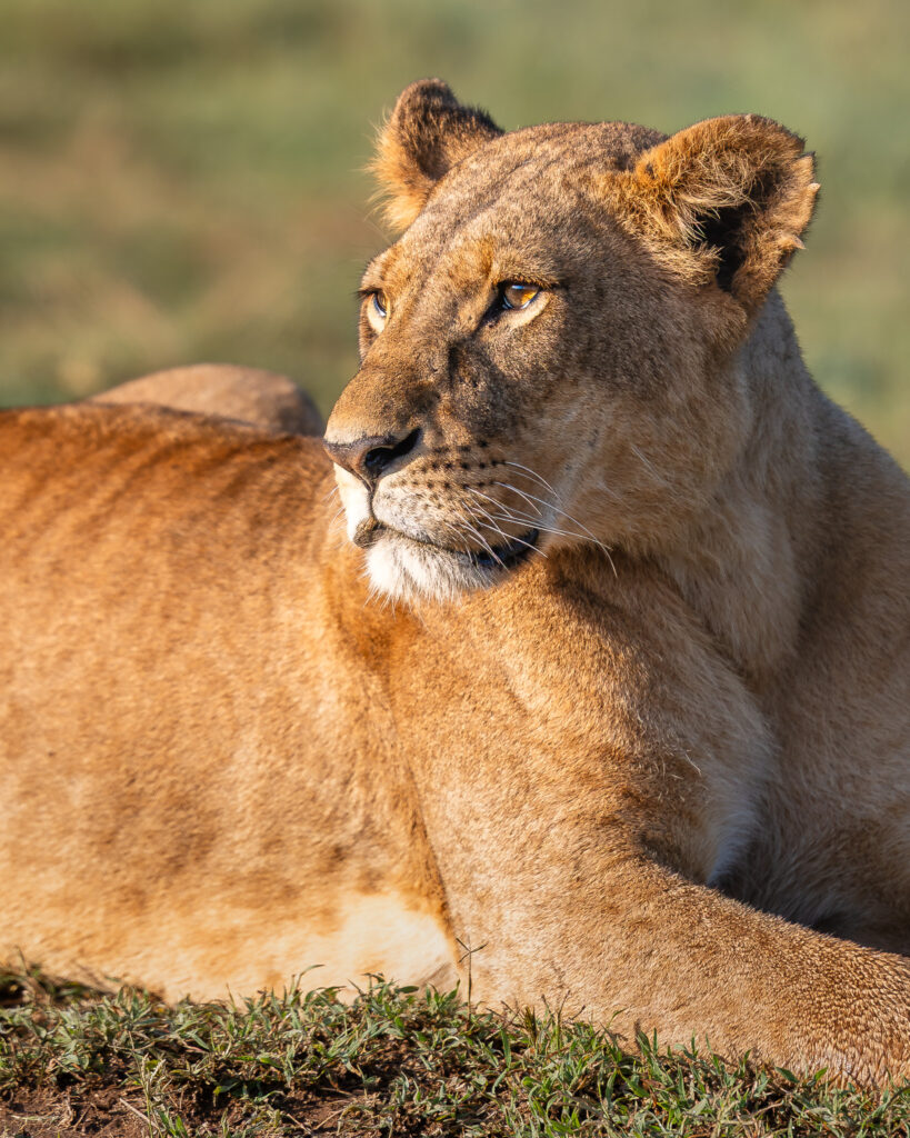 a lion lying in the grass