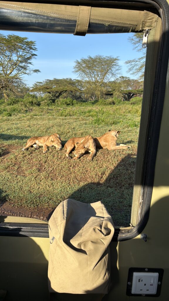 a group of lions lying on grass