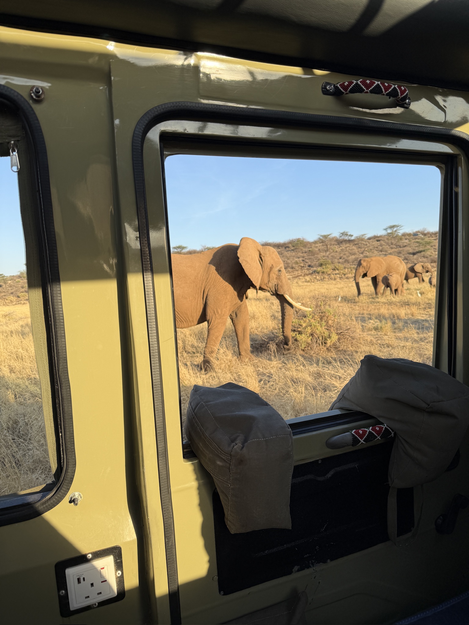 elephants in a field