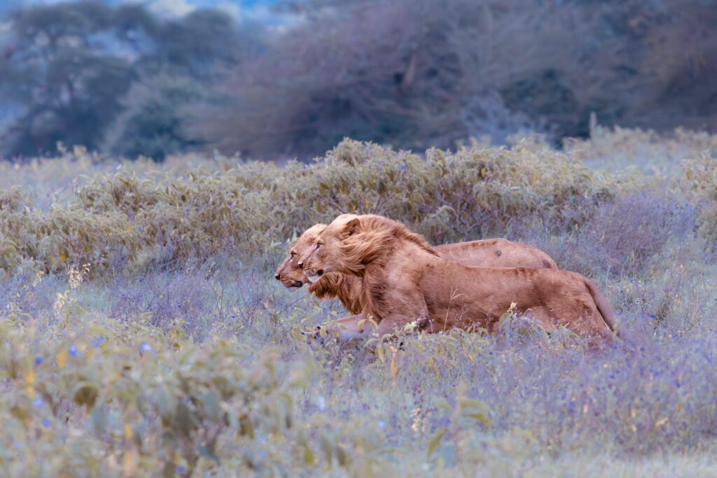 lions in a field